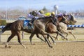 Small Bear - Three horse Photo Finish Royalty Free Stock Photo