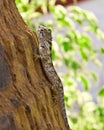 Small bearded dragon