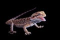 Small bearded dragon isolated on black