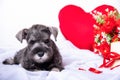 A Small Bearded Miniature Schnauzer Puppy Lying On A Bed Among Red Flowers, A Heart, A Gift. Love For Pets. Favorite
