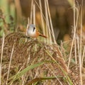 Small bearded reedling bird perched on a grassy field