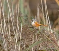 Small bearded reedling bird perched on a grassy field