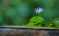 small beautfull Lotus flowers | Sri lankan national flower