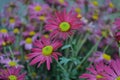 Small beautiful autumn flowers are sharp shrubby