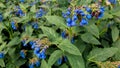 Small beautiful blue flowers with green leaves, stem grows on meadow, field