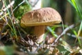 Small beautiful boletus edulis mushroom growing in the forest Royalty Free Stock Photo
