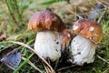 Small beautiful boletus edulis porcini mushroom in the sunny forest close up Royalty Free Stock Photo