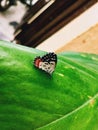 A small beautiful butterfly on a green leaf seen in the garden in India Royalty Free Stock Photo