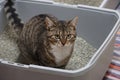 A small beautiful cat is sitting in the litter box Royalty Free Stock Photo