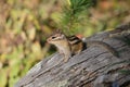 Small beautiful chipmunk in the forest on a tree Royalty Free Stock Photo