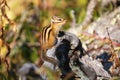 Small beautiful chipmunk in the forest on a tree