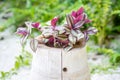 Small beautiful cute green and purple flower plant in the wooden pot in the garden Royalty Free Stock Photo