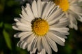 small and beautiful daisy with white petals and yellow center in a garden at sunset Royalty Free Stock Photo