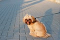 A small beautiful dog Yorkshire Terrier sits and rests after a long walk with a tongue out in park Royalty Free Stock Photo