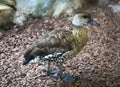 Small beautiful duck on the background of brown chips. Birds, ornithology,