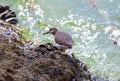 Small Dunlin marine bird avian from south florida Miami Beach Royalty Free Stock Photo