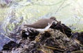 Small Dunlin marine bird avian from south florida Miami Beach Royalty Free Stock Photo