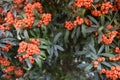 Small beautiful flower bush with small red fruit and a spider web in the middle. Royalty Free Stock Photo