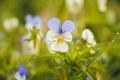 A small beautiful flower of several colors and bright petals grows on the lawn on the edge of the village. He gently bathes in the Royalty Free Stock Photo