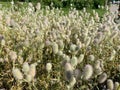 Small beautiful fluffy unusual exotic plants. The background