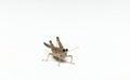 Small beautiful grasshopper front view closeup in white background stock photo