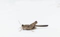 Small beautiful grasshopper side view closeup in white background stock photo