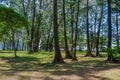 Small beautiful green forest in Phuket island. Thailand Royalty Free Stock Photo