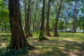 Small beautiful green forest in Phuket island. Thailand Royalty Free Stock Photo