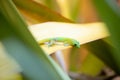 A small beautiful green gecko on a yellow leaf in a natural tropical garden setting Royalty Free Stock Photo
