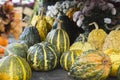 Small beautiful green pumpkins with yellow stripes against the background of autumn flowers and autumn leaves. Autumn festival, Royalty Free Stock Photo