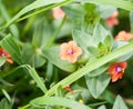 small beautiful growing red Scarlet pimpernel on floor Anagallis arvensis