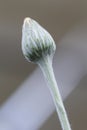 Small Beautiful Isolated Macro Shot of Gerbera of Gelios Sort Flower Herbera Royalty Free Stock Photo