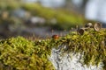 A small beautiful ladybug crawls on the grass Royalty Free Stock Photo