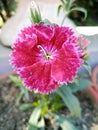 Small beautiful multi colour flowers