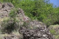 Flowers bloomed on the rocks