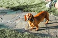 A small nimble hunting red cute dachshund dog