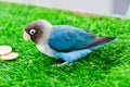small beautiful parrot looks cute on the green grass