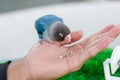 small beautiful parrot looks cute on human hand