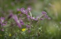 The Small Beautiful Pink Flowers Of Silene andryalifolia In The Medow In The Spring