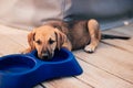 Small and beautiful puppy lays next to empty feed bowl and looks sad