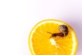 A small beautiful snail crawls on an orange on a white background Royalty Free Stock Photo