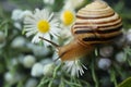 Small beautiful snail in the garden. outdoor close-up Royalty Free Stock Photo