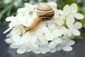 Small beautiful snail in the garden. outdoor close-up Royalty Free Stock Photo