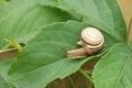 Small beautiful snail in the garden. outdoor close-up Royalty Free Stock Photo