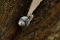 Small beautiful snail in the garden. outdoor close-up Royalty Free Stock Photo