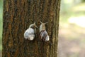 Small beautiful snail in the garden. outdoor close-up Royalty Free Stock Photo