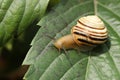 Small beautiful snail in the garden. outdoor close-up Royalty Free Stock Photo