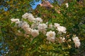 Small beautiful spray white roses in an autumn garden on a sunny day