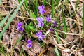 small beautiful spring flower - violet is a mythological symbol of sadness, tears, as well as awakening and spring