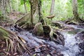 Small And Beautiful Stream Of Water Flowing Through Giant Beautiful Tree Roots.
